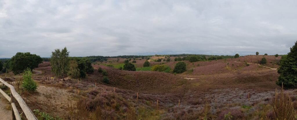 Panoramic view of the heather field