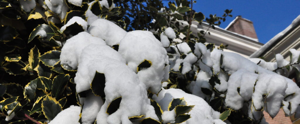 Sneeuw op bonte hulst