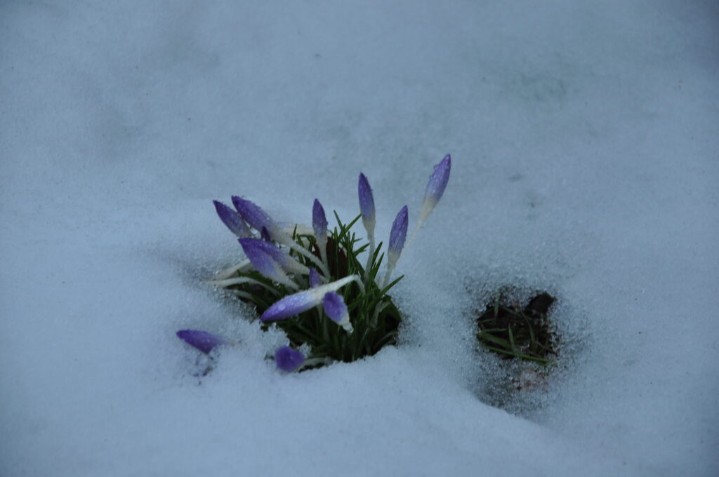 Krokussen in de sneeuw