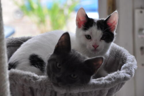 Bill and Ben relaxed in the basket