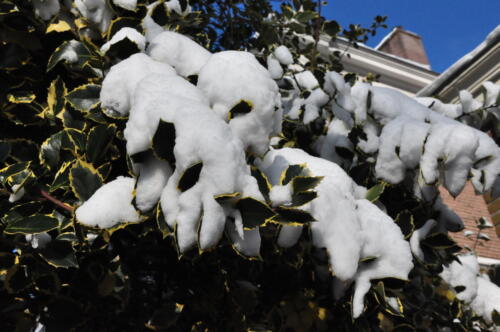 Hulst onder de sneeuw