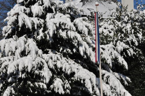 Nederlandse wimpel voor besneeuwde struiken