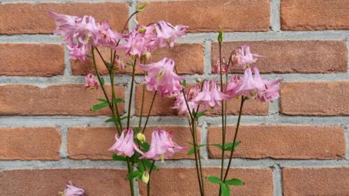 Aquilegia / Akelei