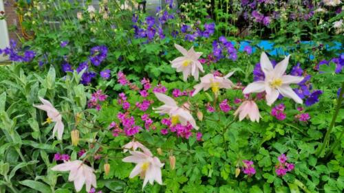 Aquilegia and Geraniums / Akelei tussen geraniums