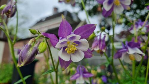 Aquilegia / Akelei