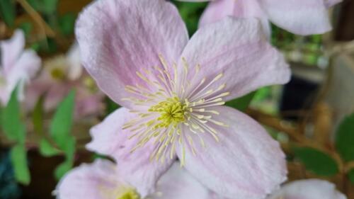 Clematis Montana / Bergbosrank