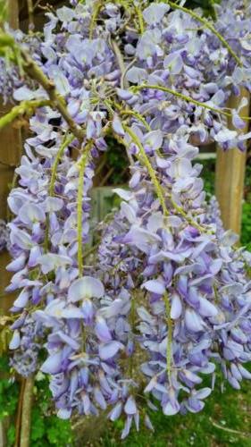 Wisteria / Blauwe regen