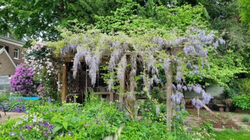 Wisteria / Blauwe regen