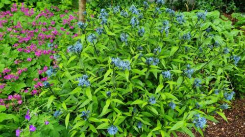 Eastern Bluestar / Stermaagdenpalm