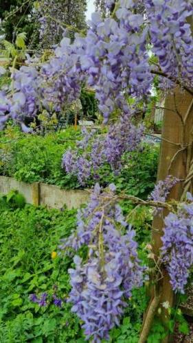 Wisteria / Blauwe regen