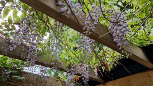 Wisteria / Blauwe regen