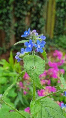 Brunnera macrophylla / Kaukasische Vergeet-mij-niet