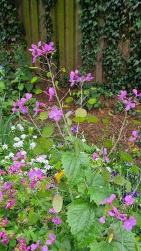 Lunaria annua / Judaspenning