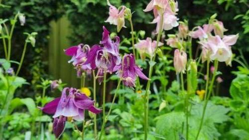 Aquilegia / Akelei