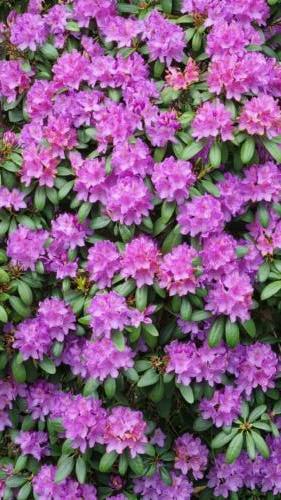 Rhodondendron