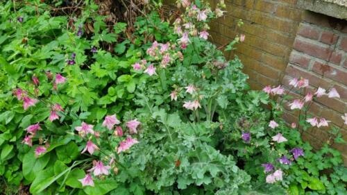 Aquilegia / Akelei