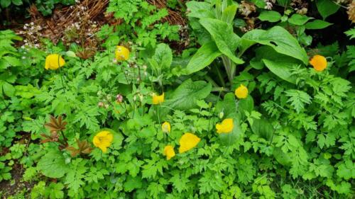 Welsh Poppies / Schijnpapaver