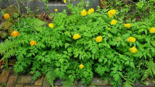 Welsh Poppies / Schijnpapaver