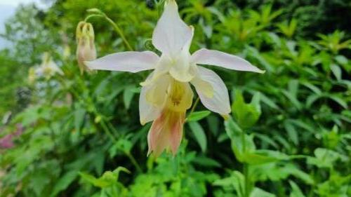 Aquilegia / Akelei